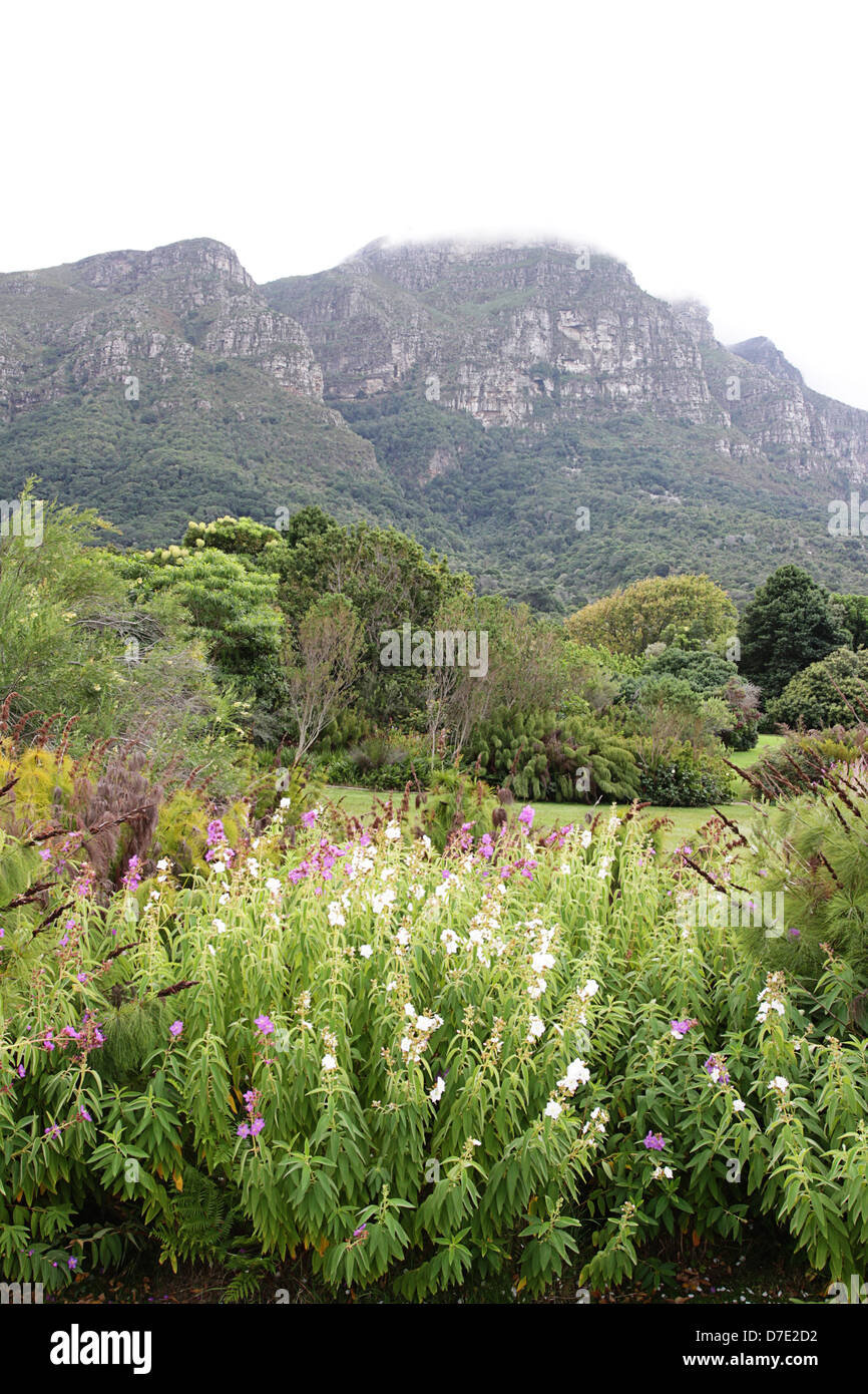 The Beautiful Kirstenbosch Gardens In Cape Town South Africa Stock The Beautiful Kirstenbosch Gardens In Cape Town South Africa Stock