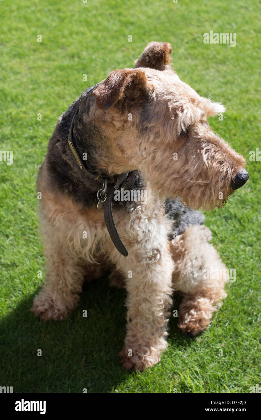 An elderly Airedale Terrier dog, sitting on a lawn. Stock Photo