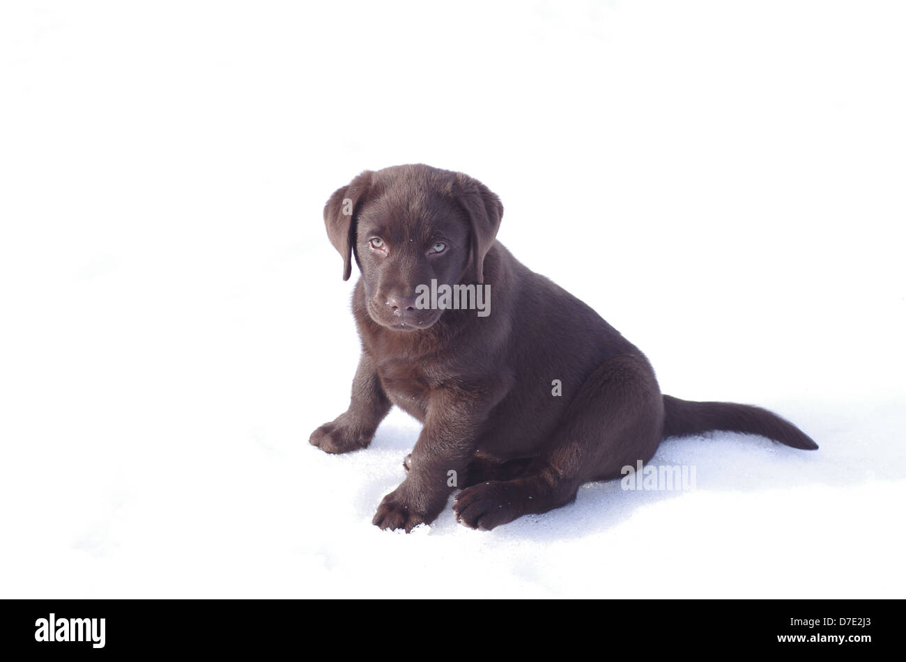 A chocolate brown 9 week old Labrador puppy sits in the snow. Stock Photo