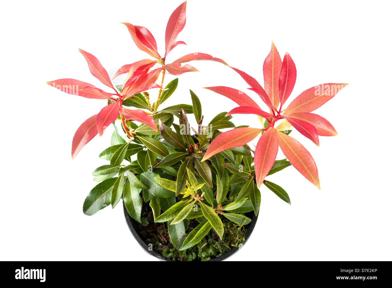 Pieris Japonica 'Forest Flame' Stock Photo