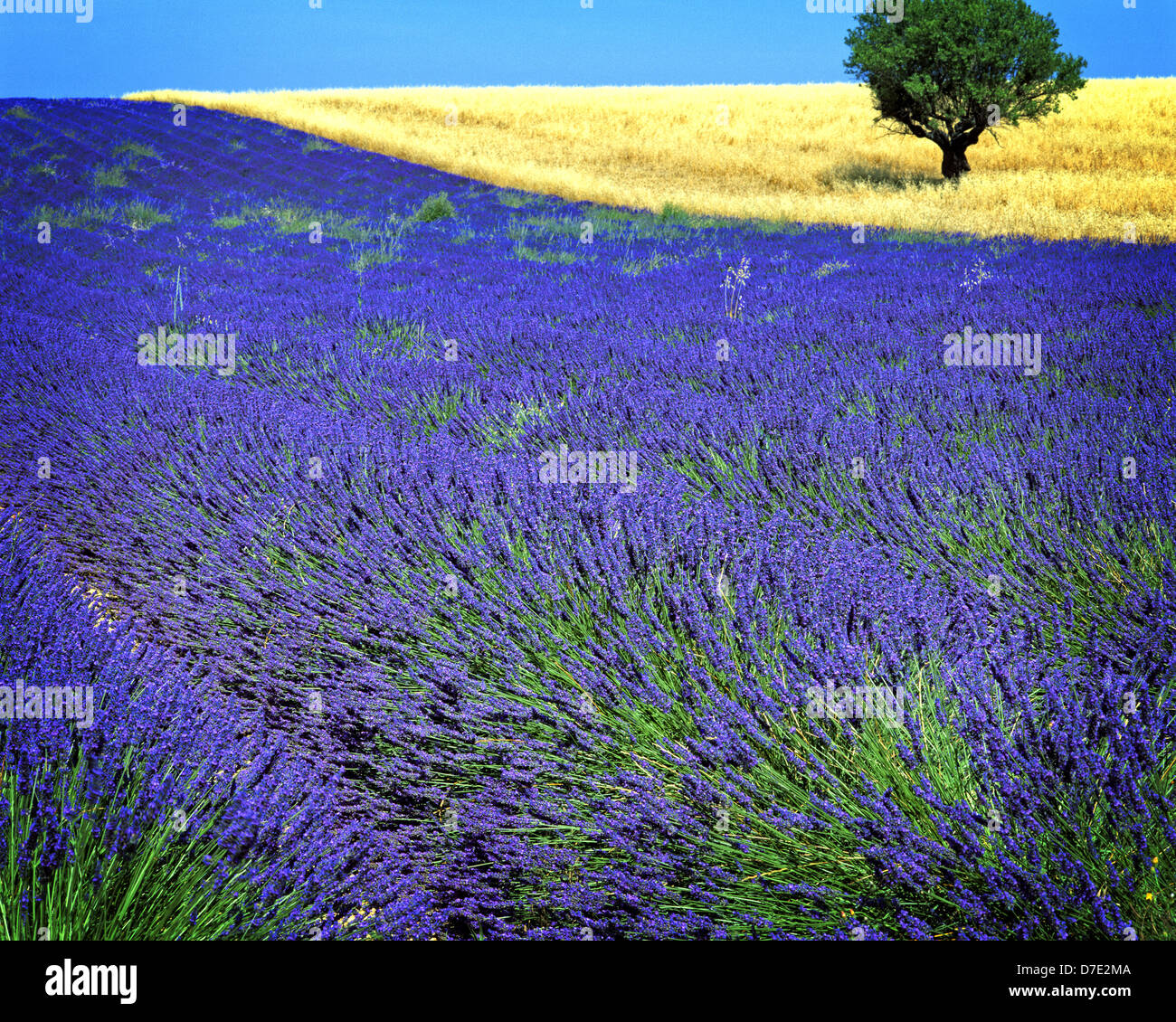 FR - ALPES-DE-HAUTE-PROVENCE: Lavender Field and tree on Plateau de Valensole near Puimoisson Stock Photo
