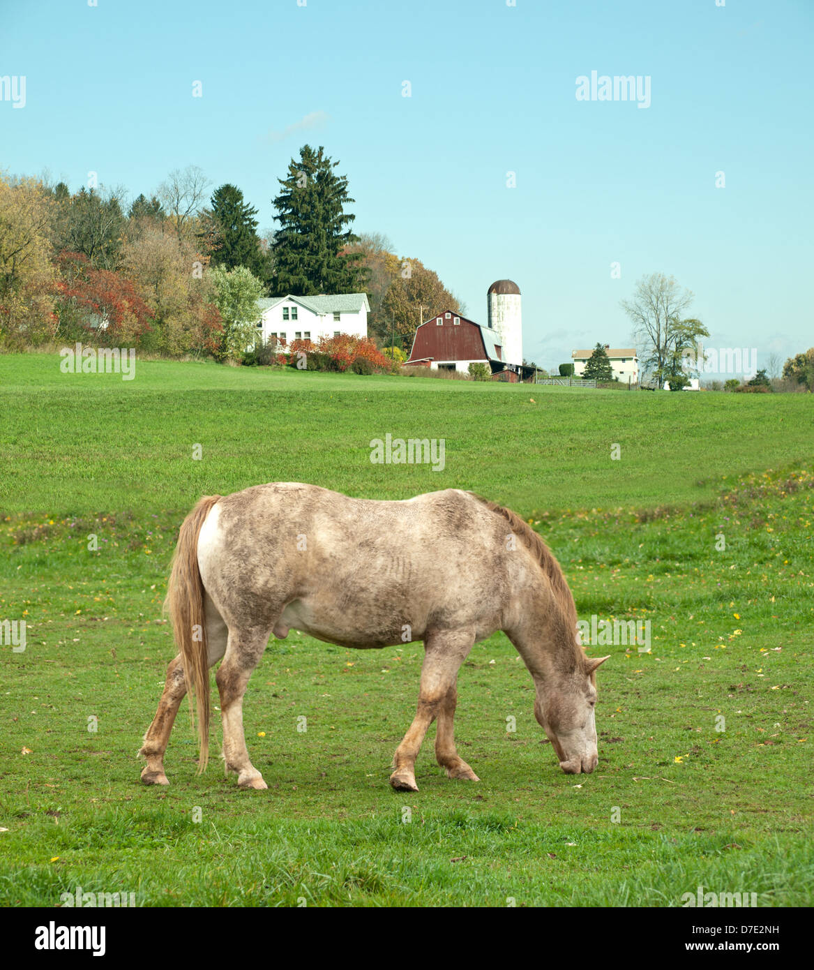 horse eating grass Stock Photo - Alamy - Free Methods For Preventing Horse Grass Eating Outdoors