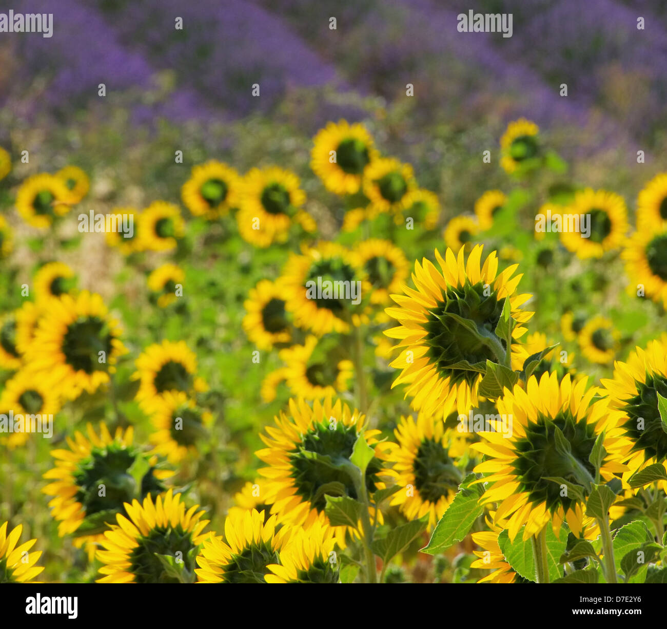Lavendel und Sonnenblumen - lavender and sunflowers 02 Stock Photo