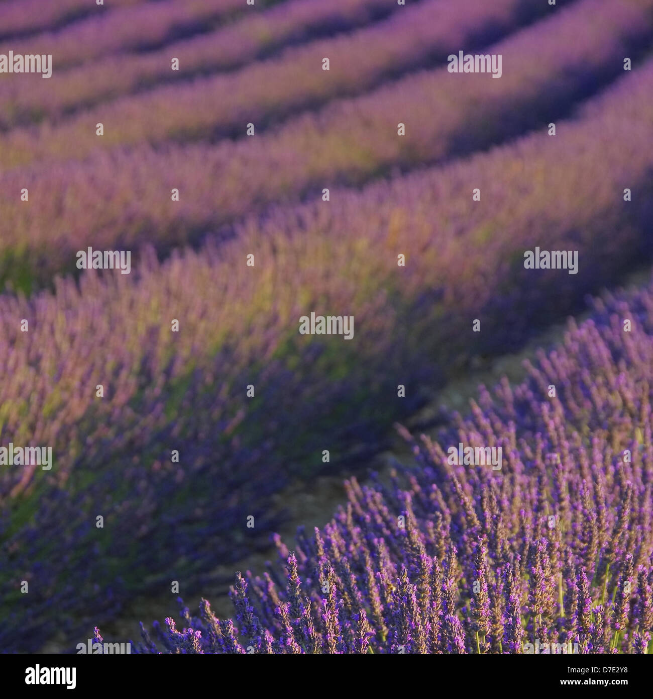 Lavendelfeld - lavender field 97 Stock Photo