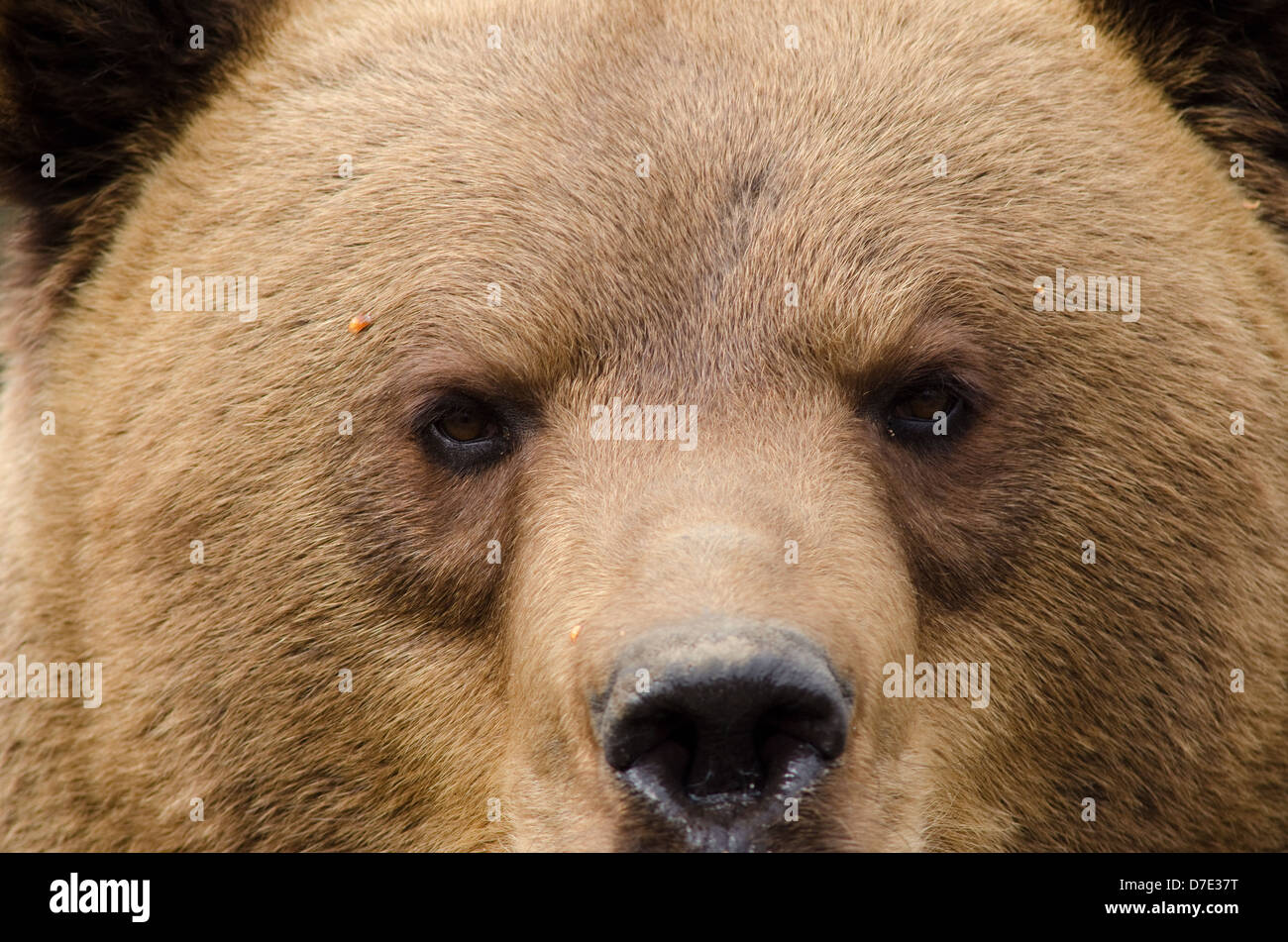 Portrait of a brouwn bear with the nose and the eyes Stock Photo - Alamy
