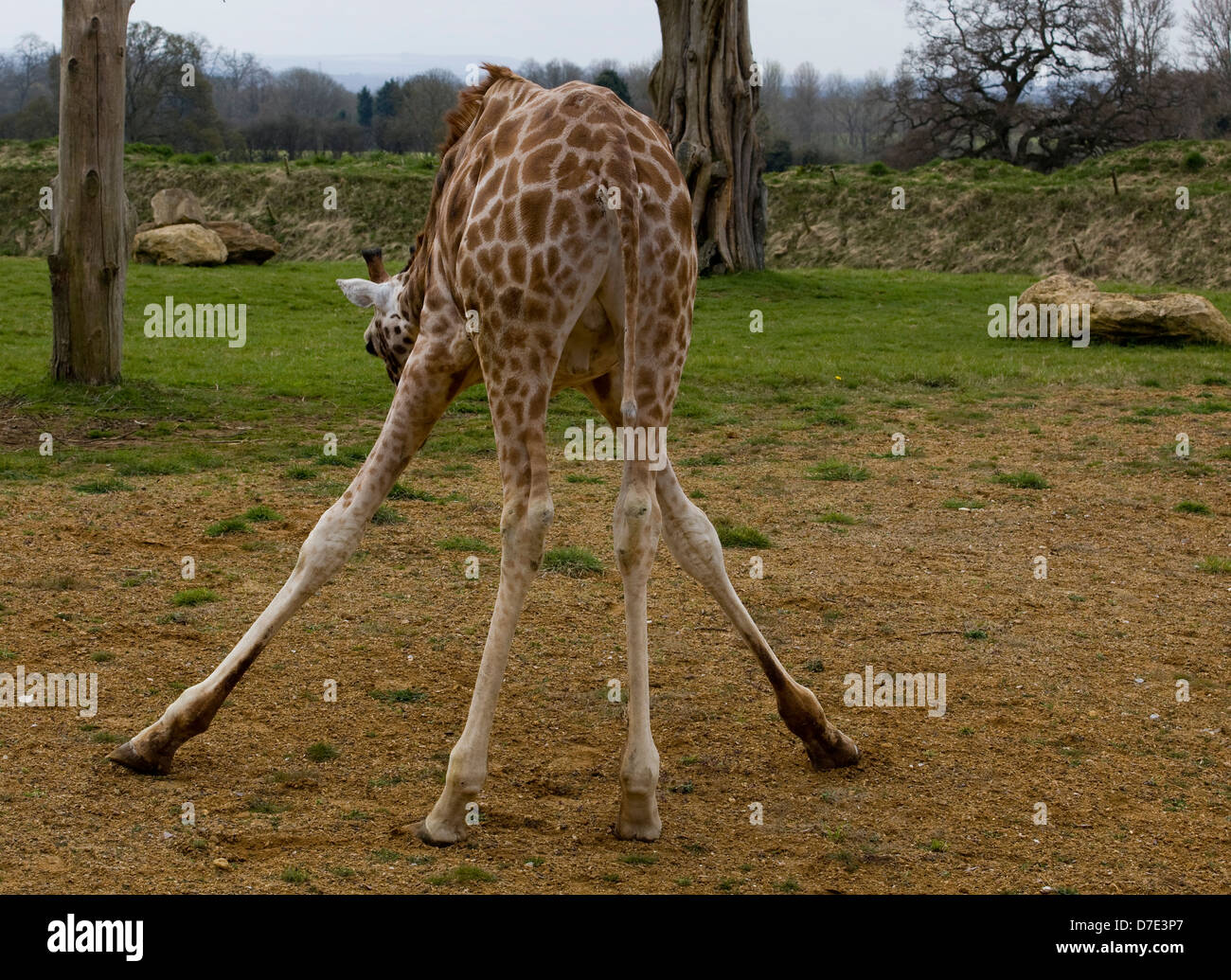 A Baby Giraffe Front legs spread bending down to eat Stock Photo