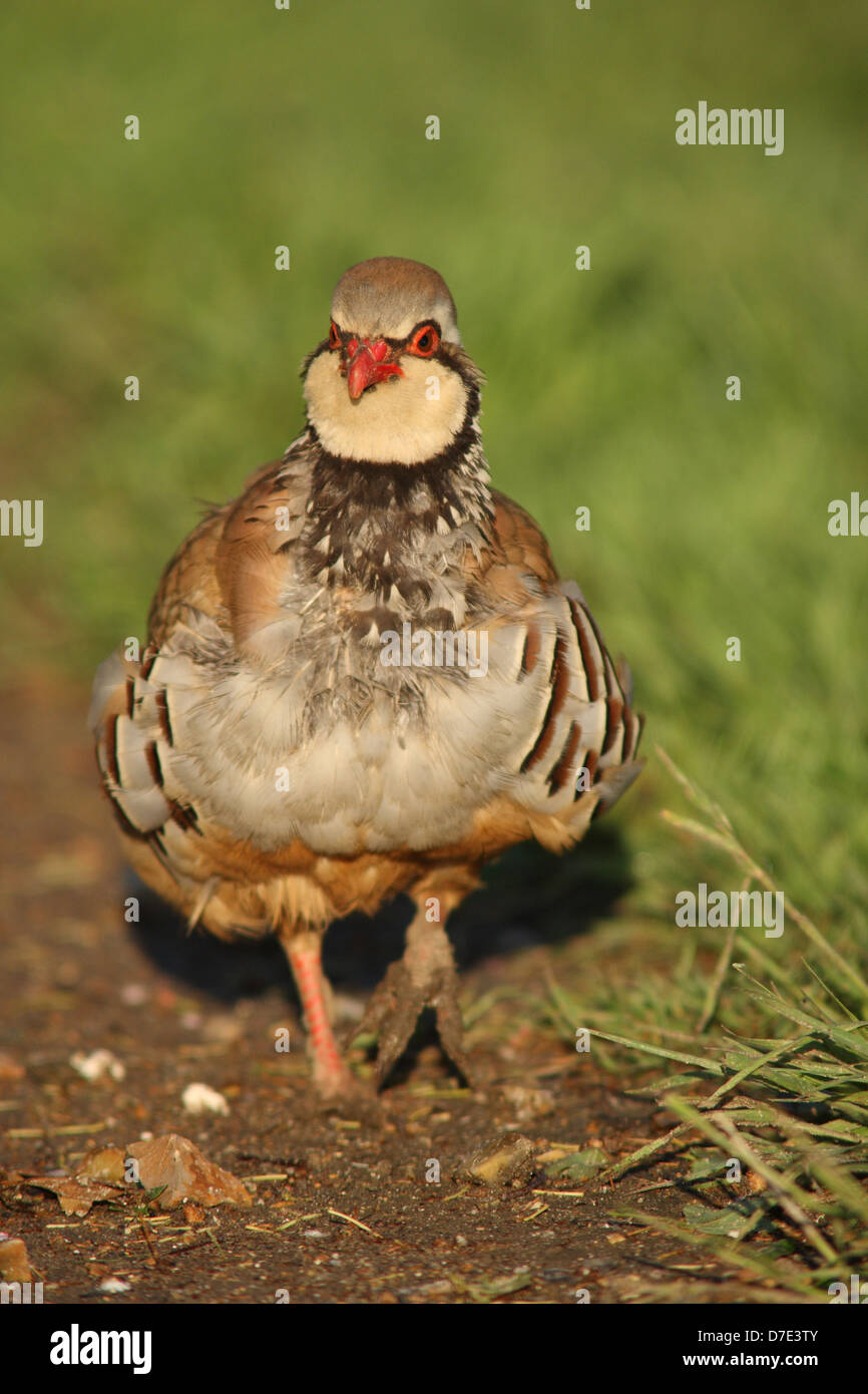 Partridge in a pear tree hi res stock photography and images Alamy