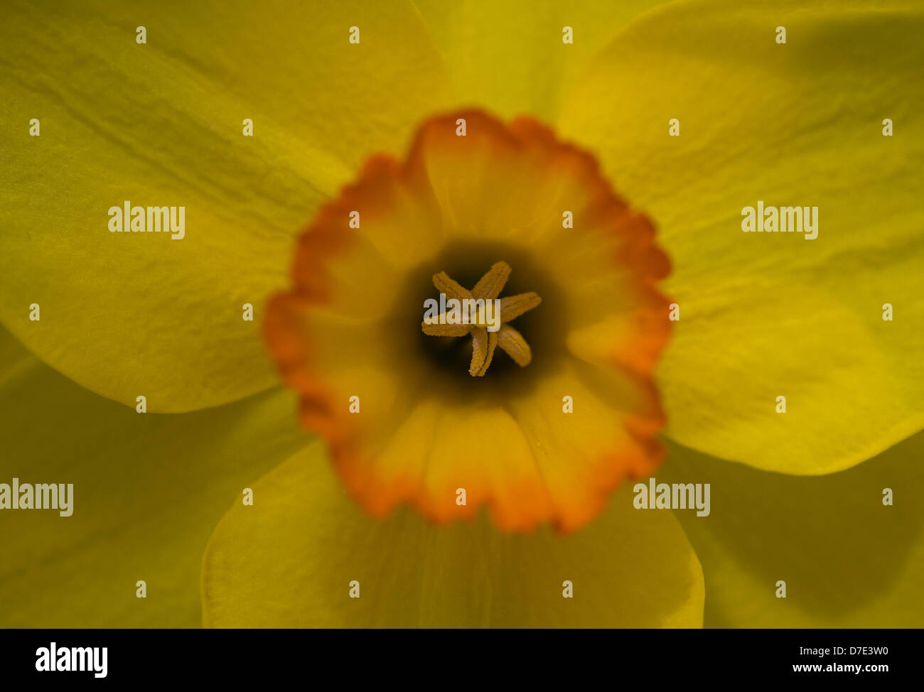 Lone Daffodil Narcissus Stock Photo