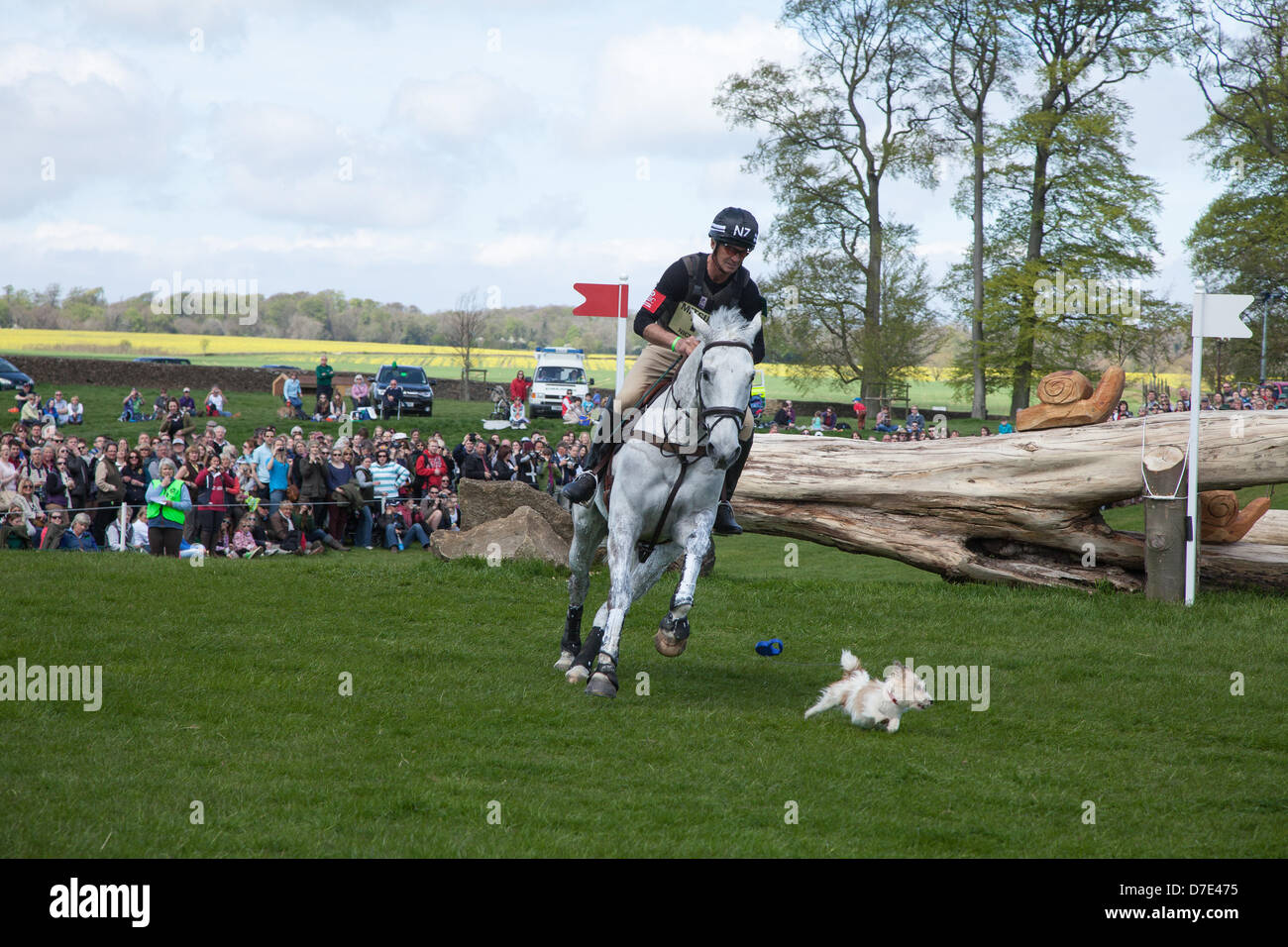 Badminton, UK, 5th May 2013. New Zealand's Andrew Nicholson, riding Avebury, is unperturbed when a stray dog ran onto the course into Andrew's path during the Badminton Horse Trials Cross Country event. The dog ran at full speed into the landing zone of jump 5 at the HorseQuest Quarry jump, dragging its lead behind him. Stock Photo