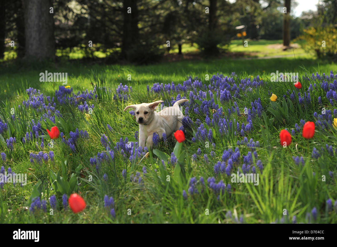 Puppies through the tulips Stock Photo - Alamy