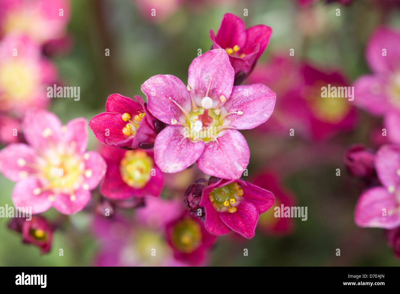 Saxifraga  Mossy Group 'Peter Pan' Close up of Flower Stock Photo