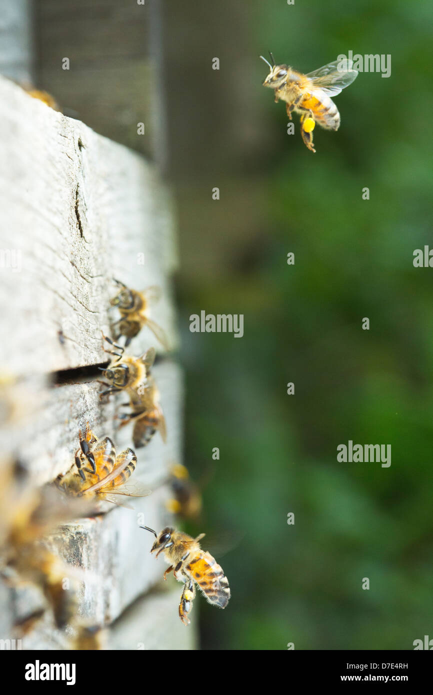 Honey bees in hive hi-res stock photography and images - Alamy