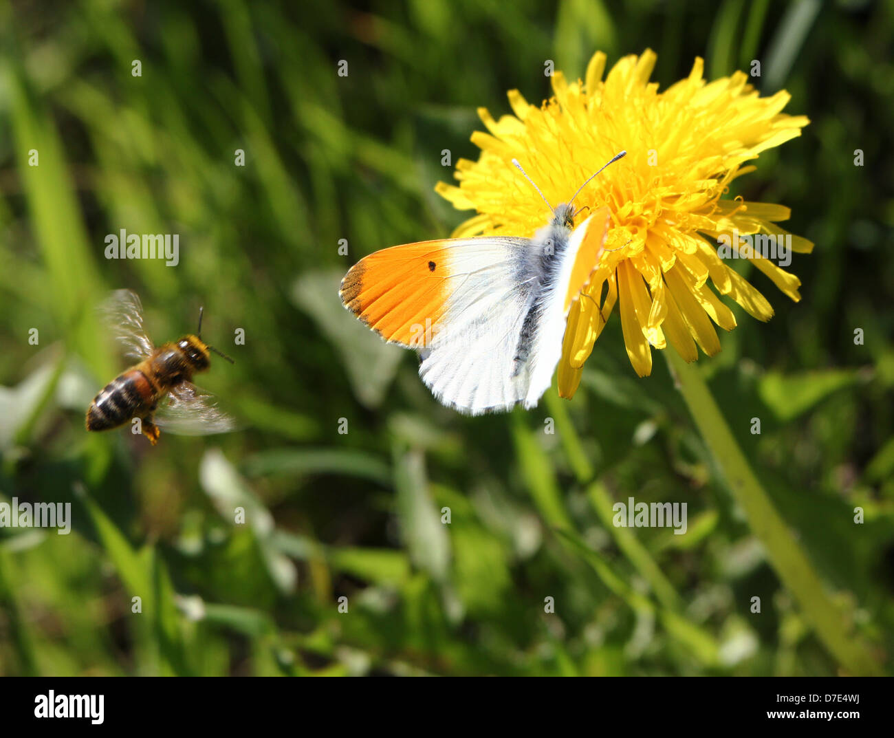 Detailed macro close-up of a male Orange Tip Butterfly (Anthocharis cardamines) posing on a flower Stock Photo