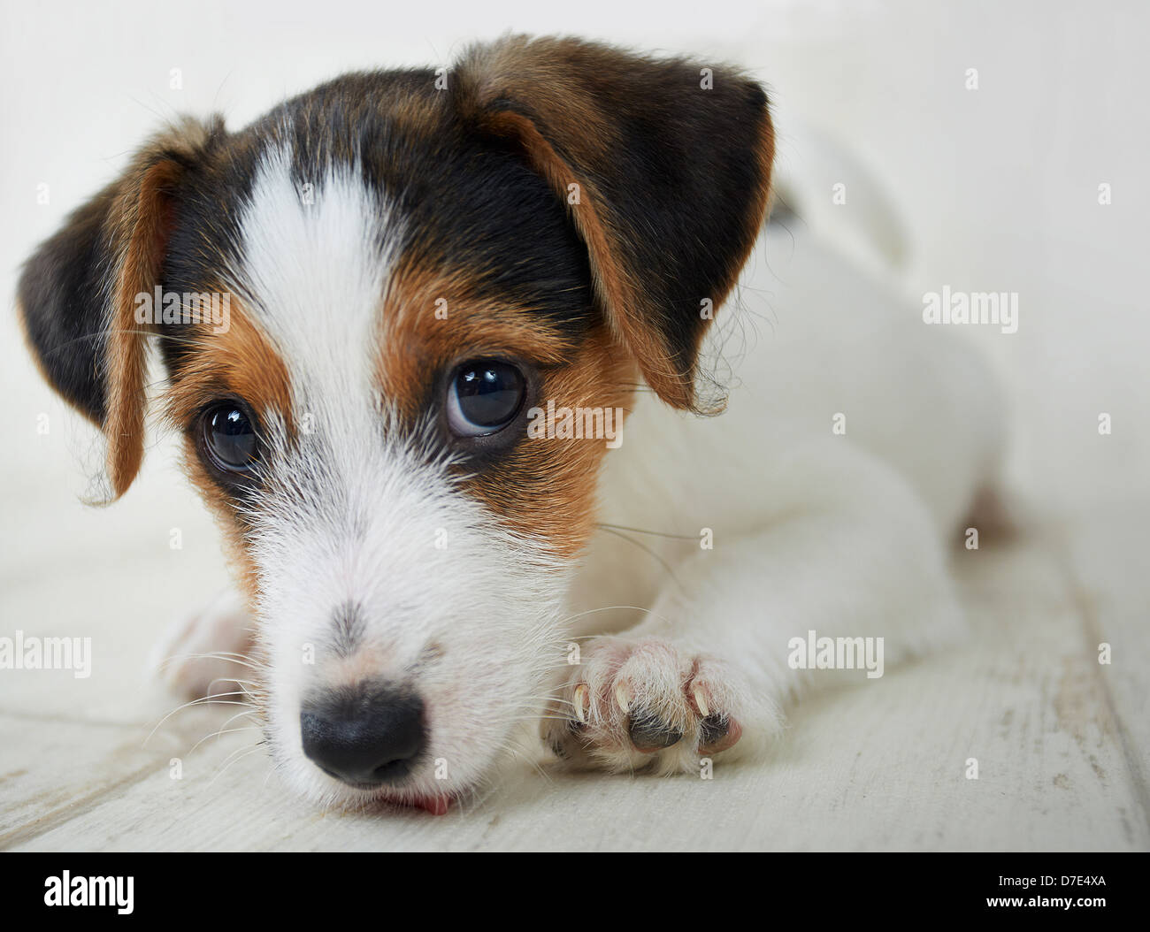 Jack Russel Puppy Licking Floor Stock Photo 56244898 Alamy