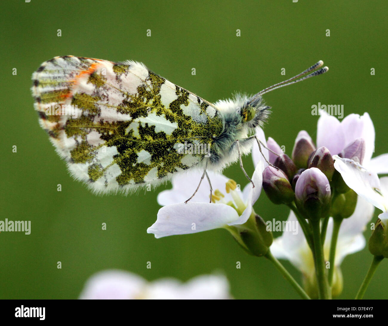 Detailed macro close-up of a male Orange Tip Butterfly (Anthocharis cardamines) posing on a flower Stock Photo