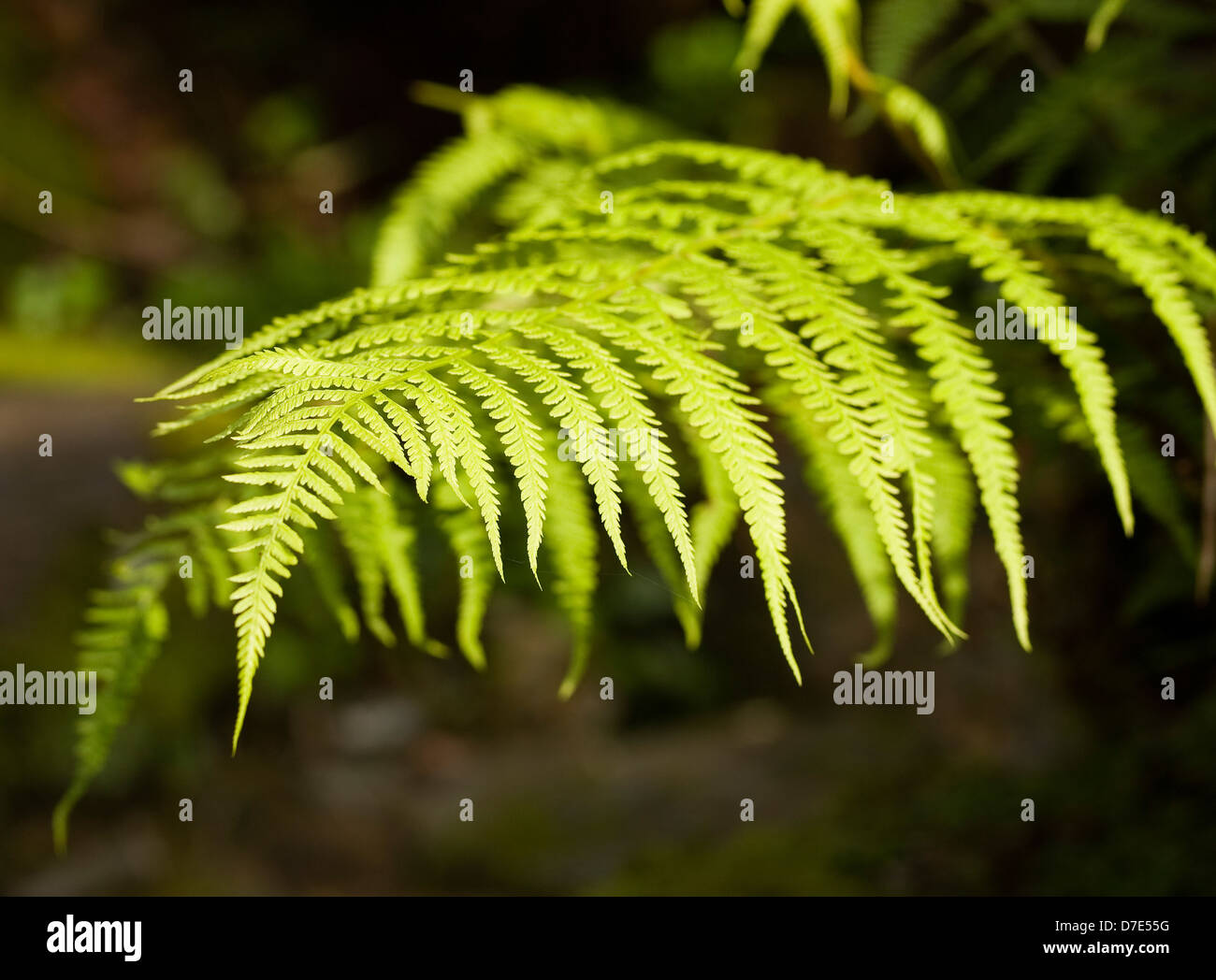 Fern detail in nature. Macro of a beautiful plant Stock Photo