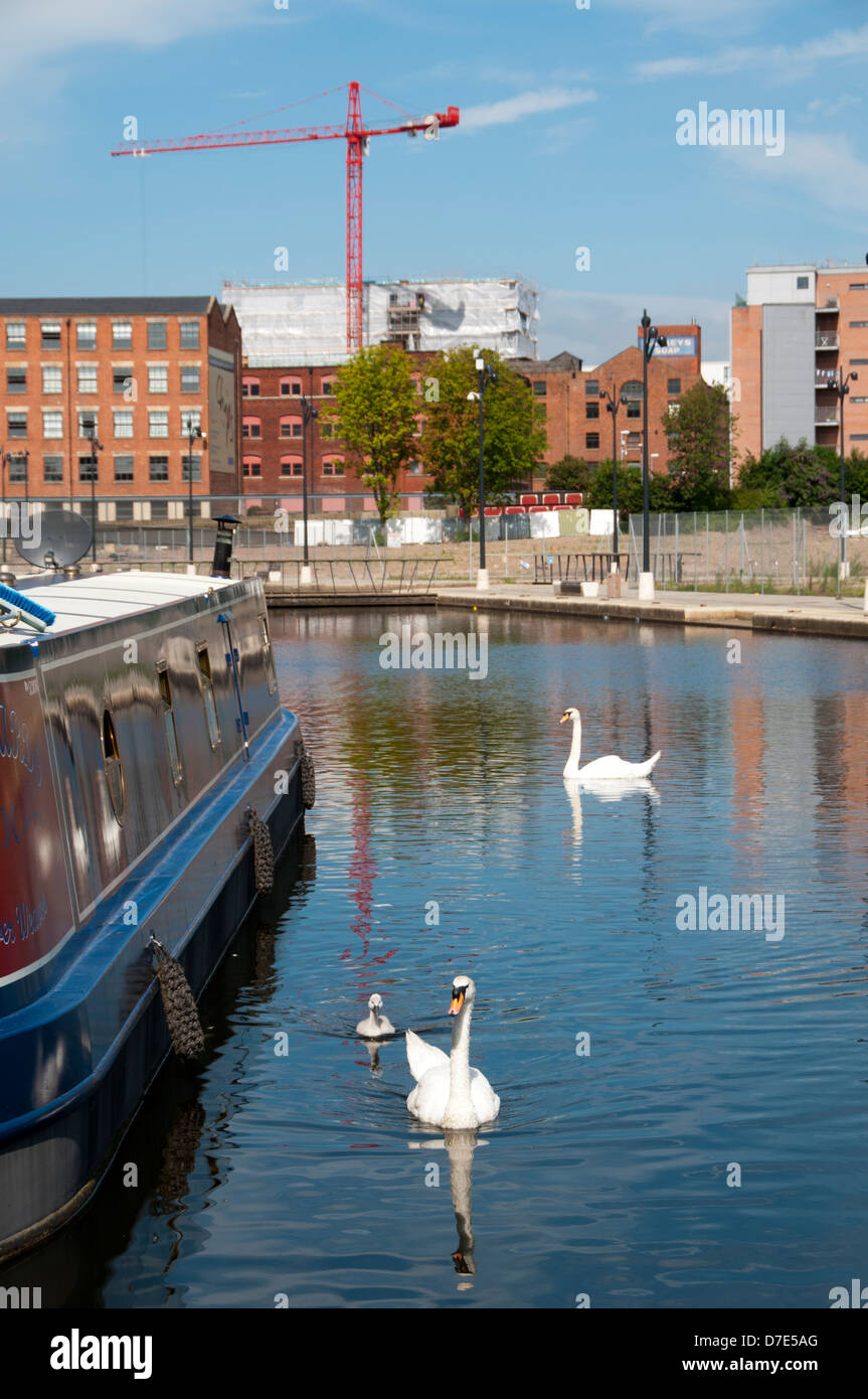 Swans and a cygnet next to a narrowboat at the Cotton Field marina, New Islington, Ancoats, Manchester, England, UK Stock Photo