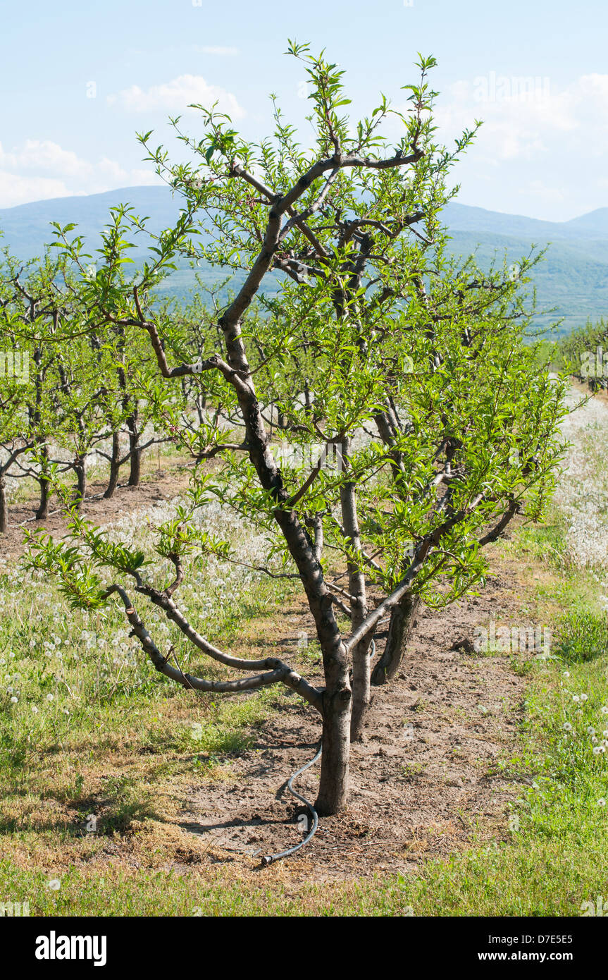 Cherry trees cherry hi-res stock photography and images - Alamy