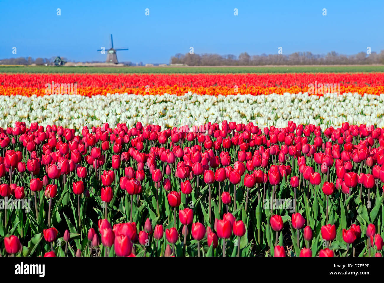 colorful tulip fields and Dutch windmill in North Holland Stock Photo ...