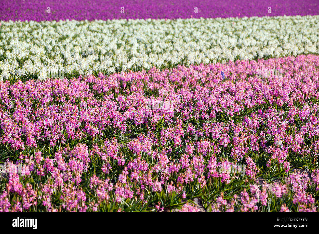 background of many hyacinths on dutch spring fields, Schagen, North Holland Stock Photo