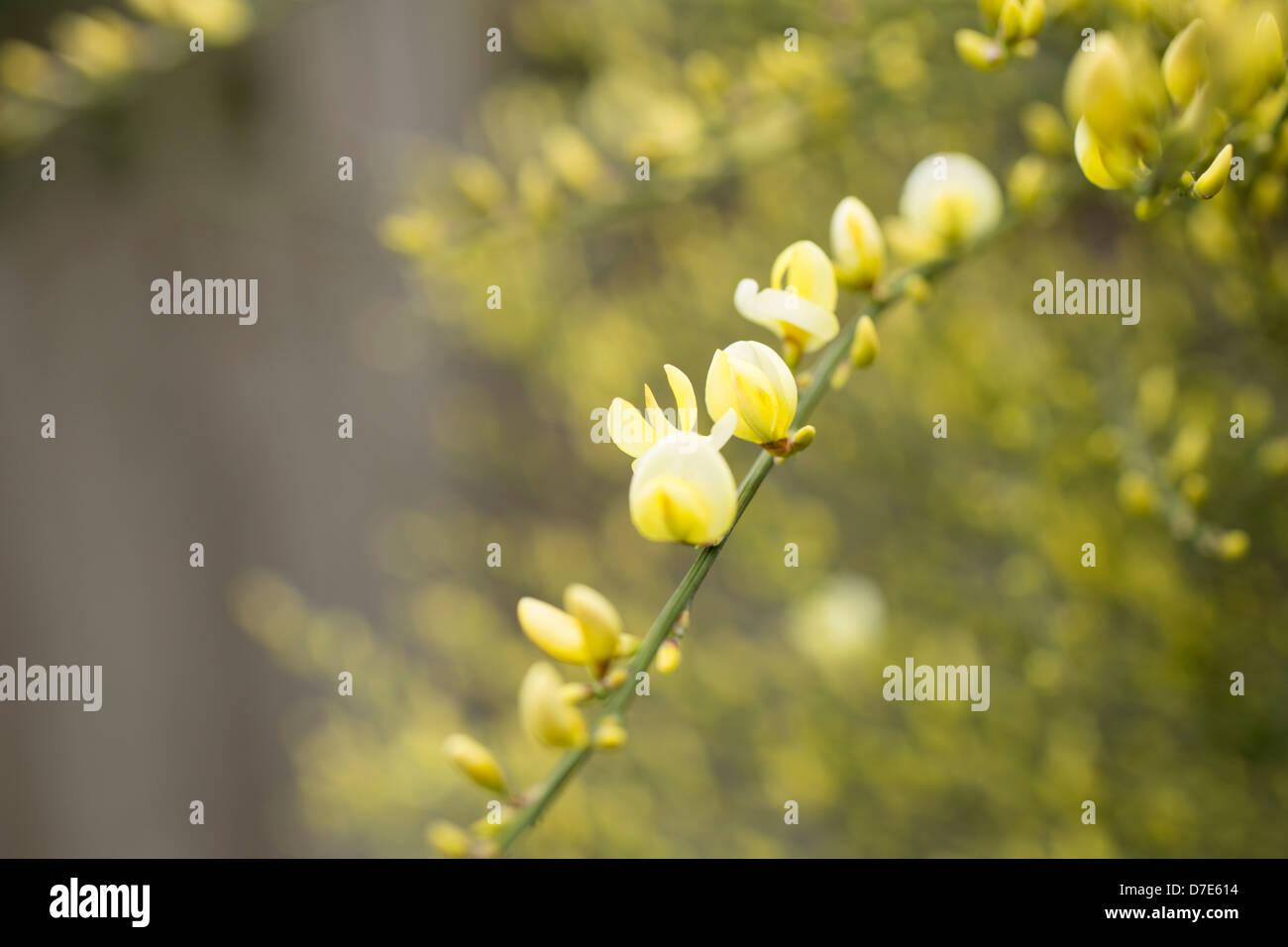 Yellow flowers broom hires stock photography and images Alamy