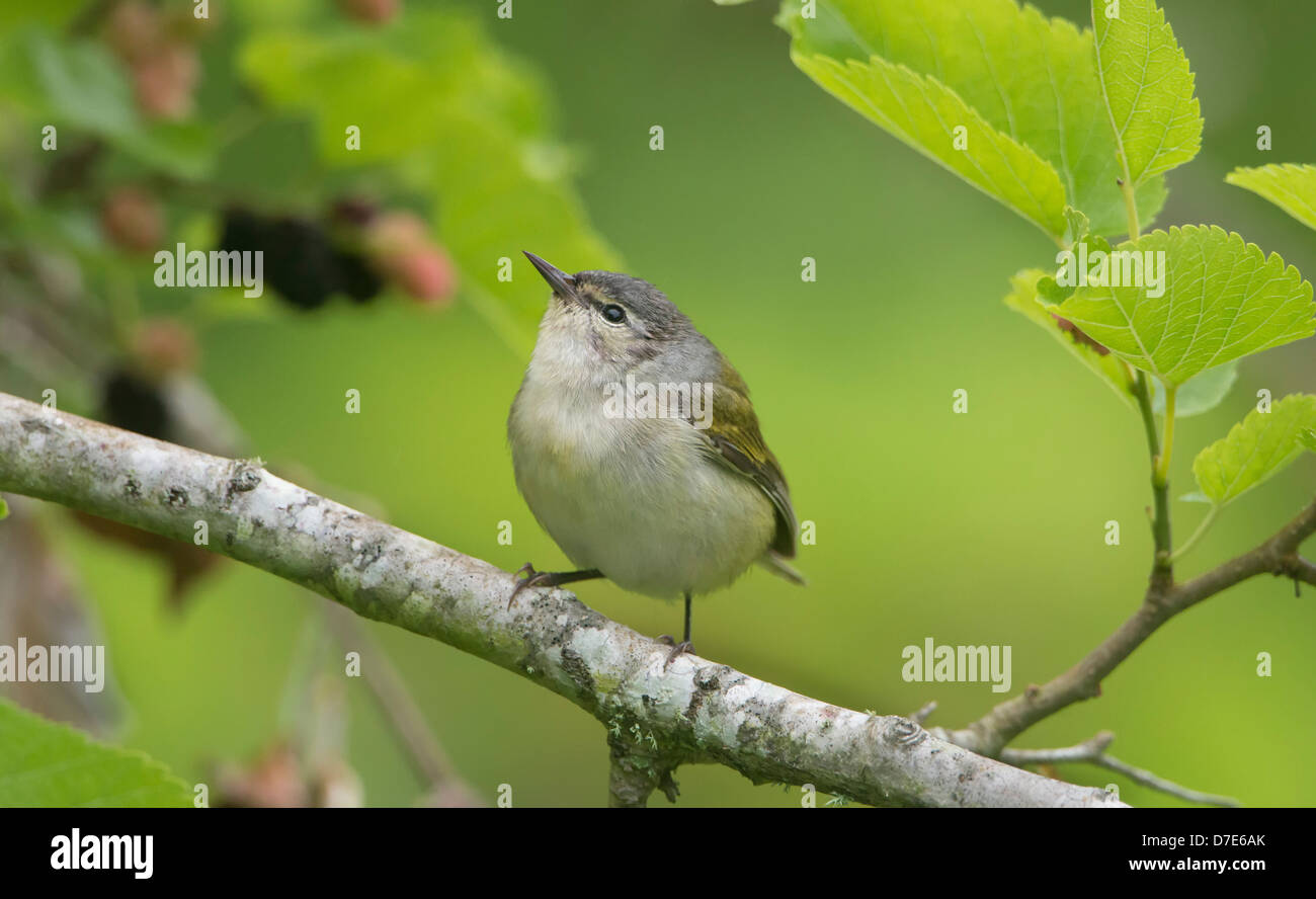 A male Tennessee Warbler (Vermivora peregrina), High Island, Texas Stock Photo