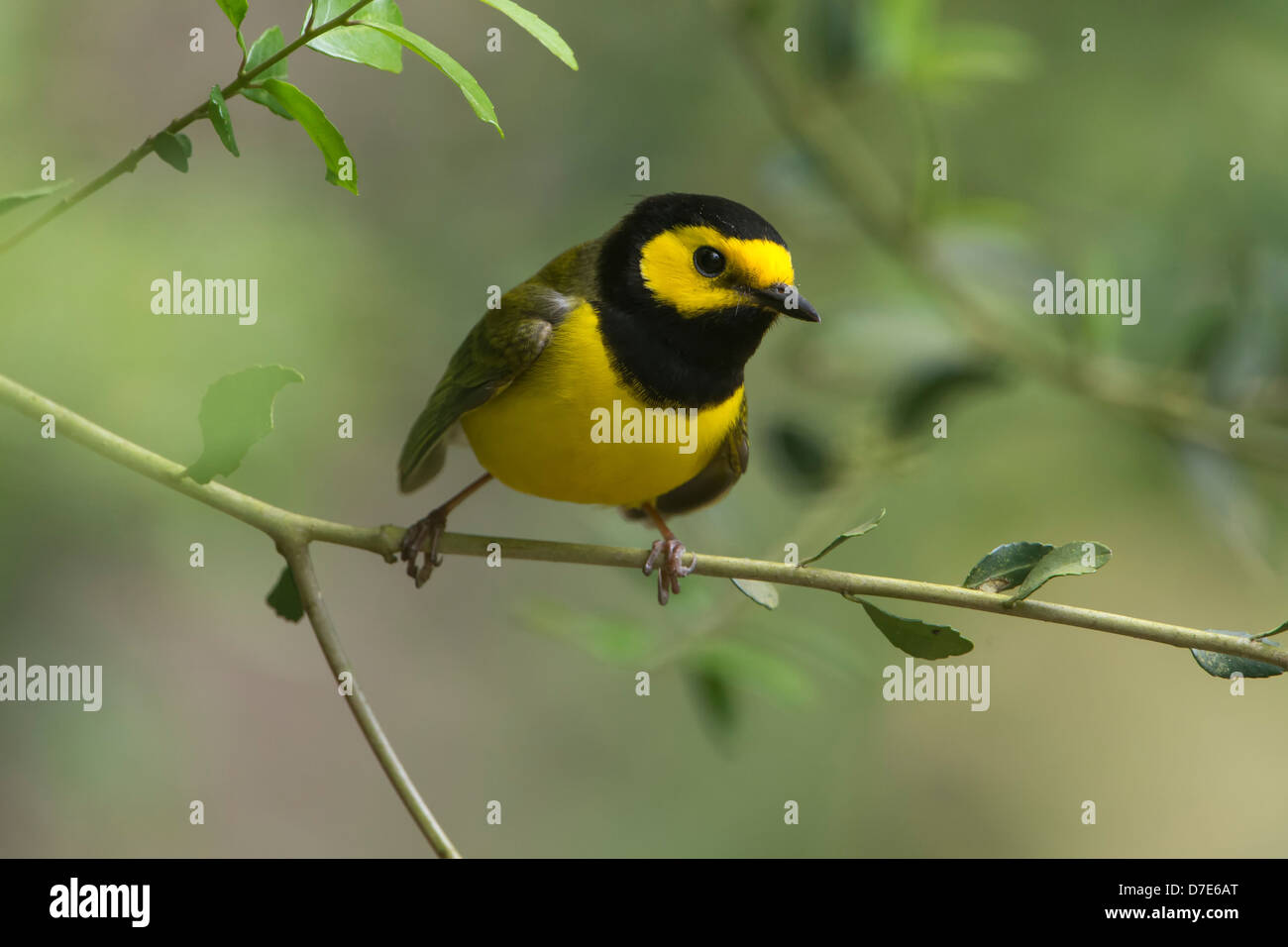 A male hooded warbler (Wilsonia citrina) perched on a branch, High Island, Texas Stock Photo