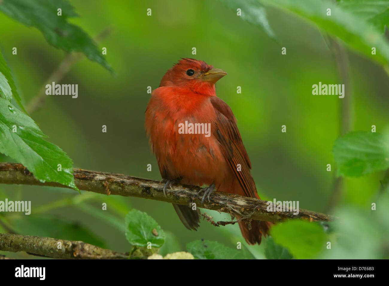 A portrait of a male summer tanager (Piranga rubra), High Island, Texas Stock Photo