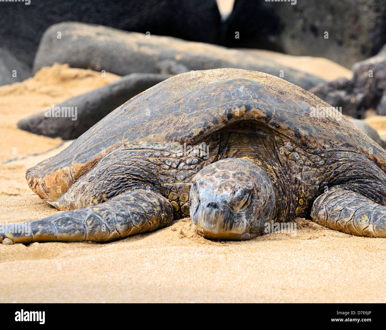 Brutus, a 35-40 year old adult male sea turtle, resting at Lani'akea Beach on the North Shore of Oahu Stock Photo