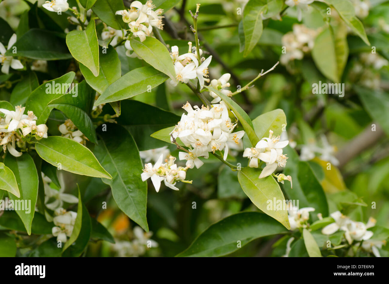 Flowering Lemon Tree With Its Aromatic Flowers Stock Photo Alamy