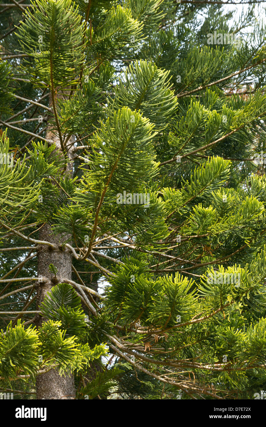 Non-flowering pine trees found at the Makiki trail loop on the island of Oahu, Hawaii Stock Photo