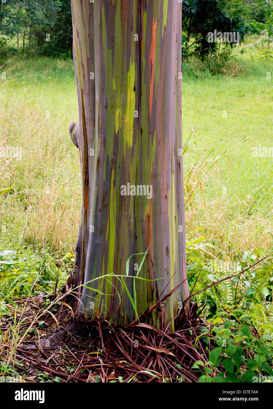 A rainbow Eucalyptus tree on the island of Kauai, Hawaii. Stock Photo