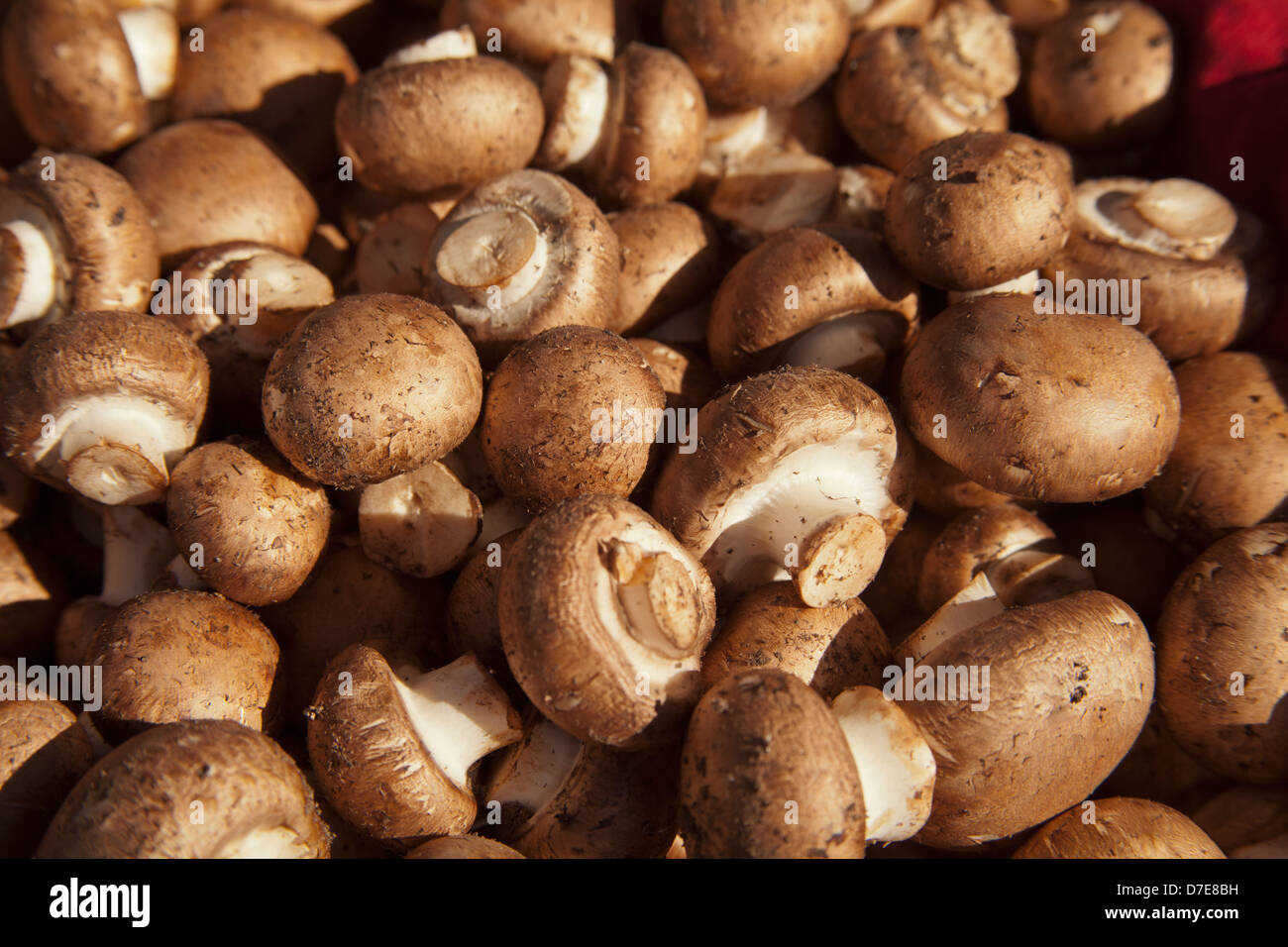 crimini mushrooms Stock Photo
