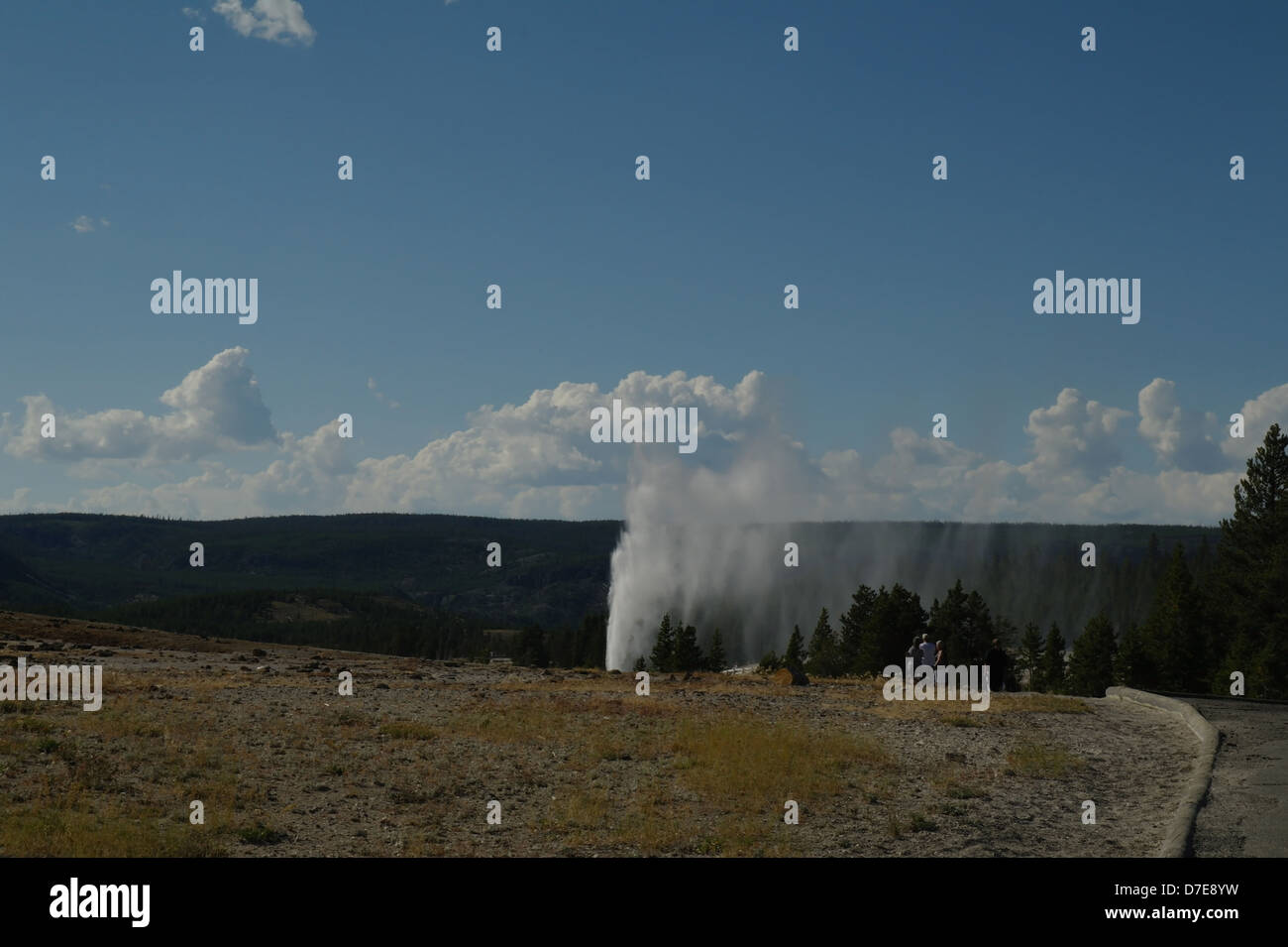 Blue sky white clouds view, looking south, tall steam eruption Beehive Geyser, Geyser Hill, Upper Geyser Basin, Yellowstone, USA Stock Photo