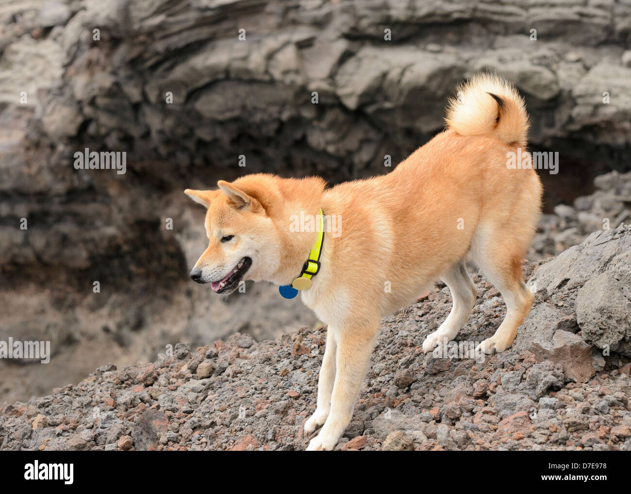 shiba inu on a hike Stock Photo