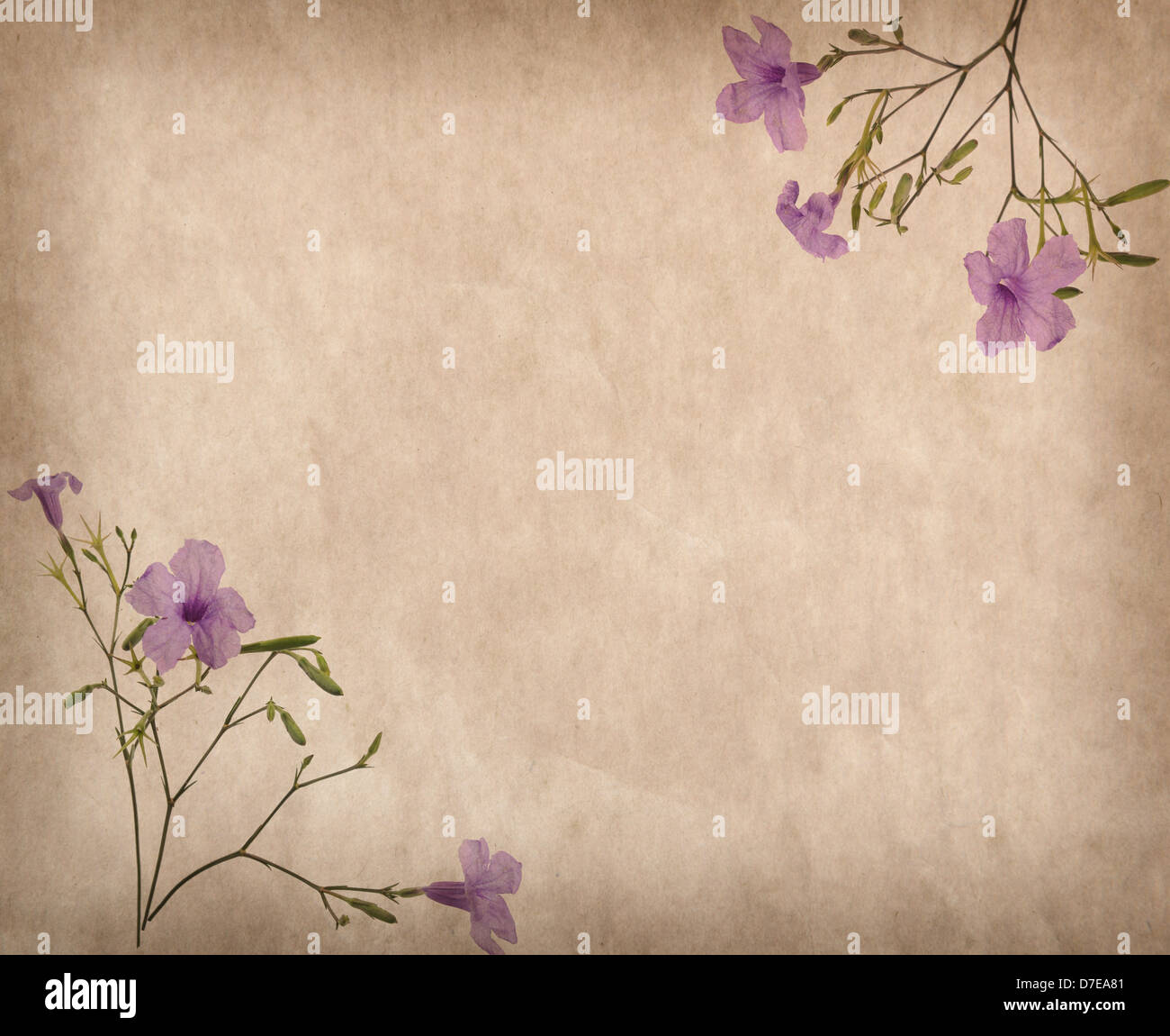 Nếu bạn yêu thích hoa tím, hãy thưởng thức màn hình nền này với hoa tím trên nền giấy cổ xưa chụp ảnh hàng tồn kho. Với vẻ đẹp uốn lượn và sắc màu tươi sáng, hình ảnh này sẽ mang đến cho bạn cảm giác ngọt ngào như những đóa hoa tím thực sự!