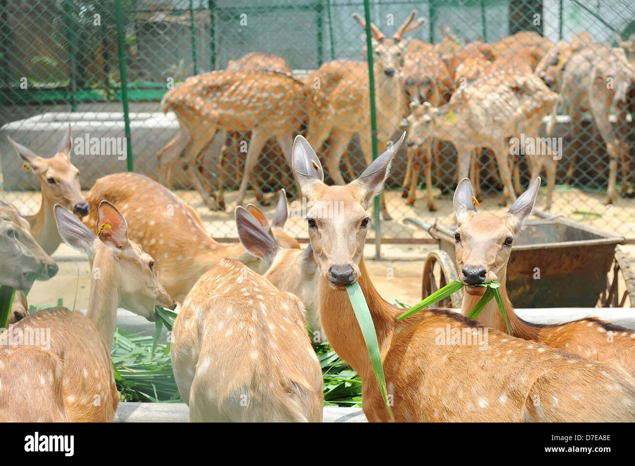 Deer in the zoo Stock Photo Alamy