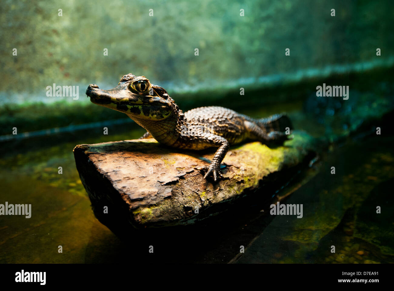 Baby alligator Stock Photo