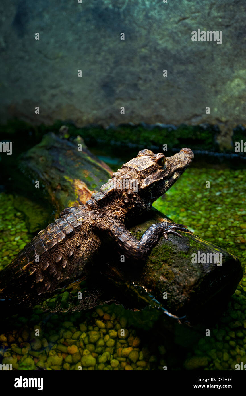 Captive alligator / crocodiles Stock Photo