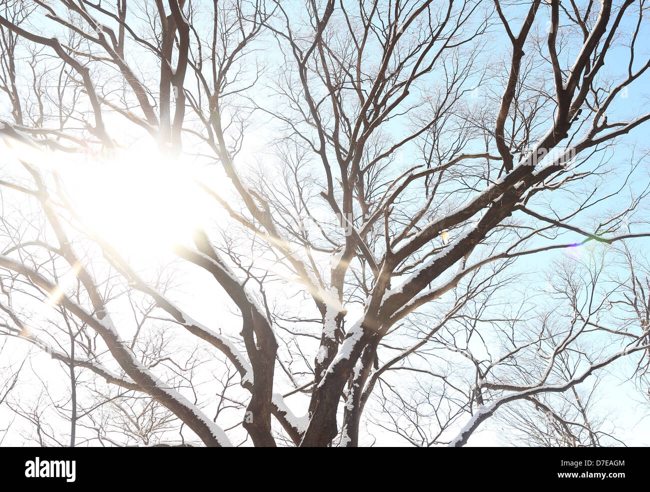 branches against the blue sky Stock Photo - Alamy