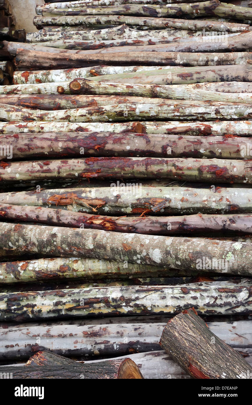 Pile of Timber Logs in wooden plant Stock Photo - Alamy