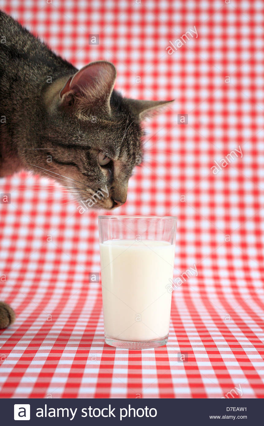 Cat Milk Stock Photos & Cat Milk Stock Images Alamy
