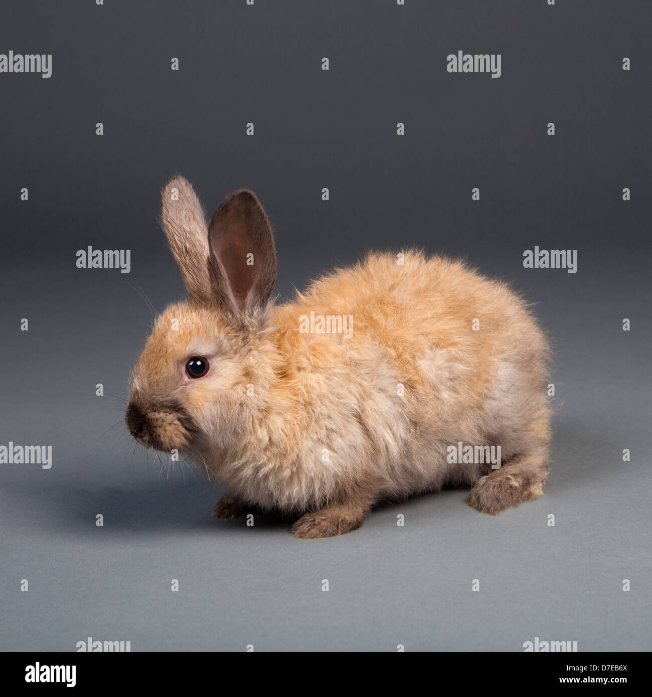 rabbit on gray background Stock Photo