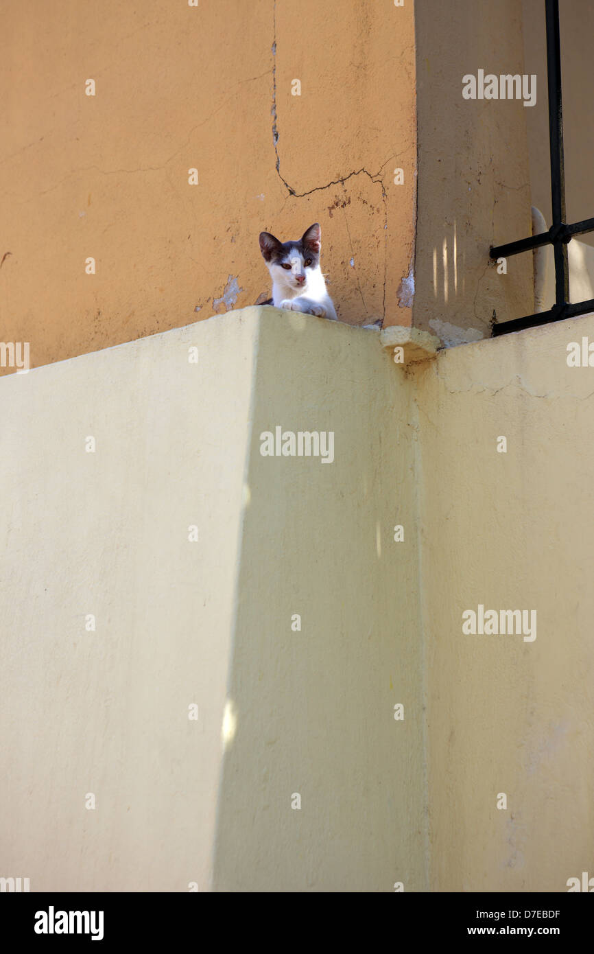 Kitten relaxing on a narrow ledge in the Plaka district of Athens Greece Stock Photo