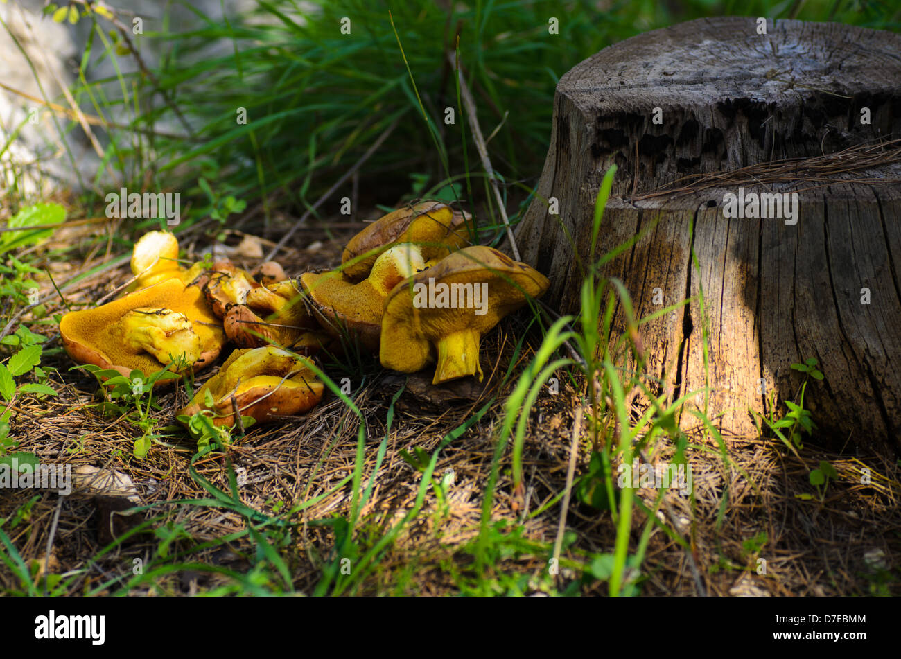 Yellow mushrooms near a tree trunk in the woods Stock Photo - Alamy