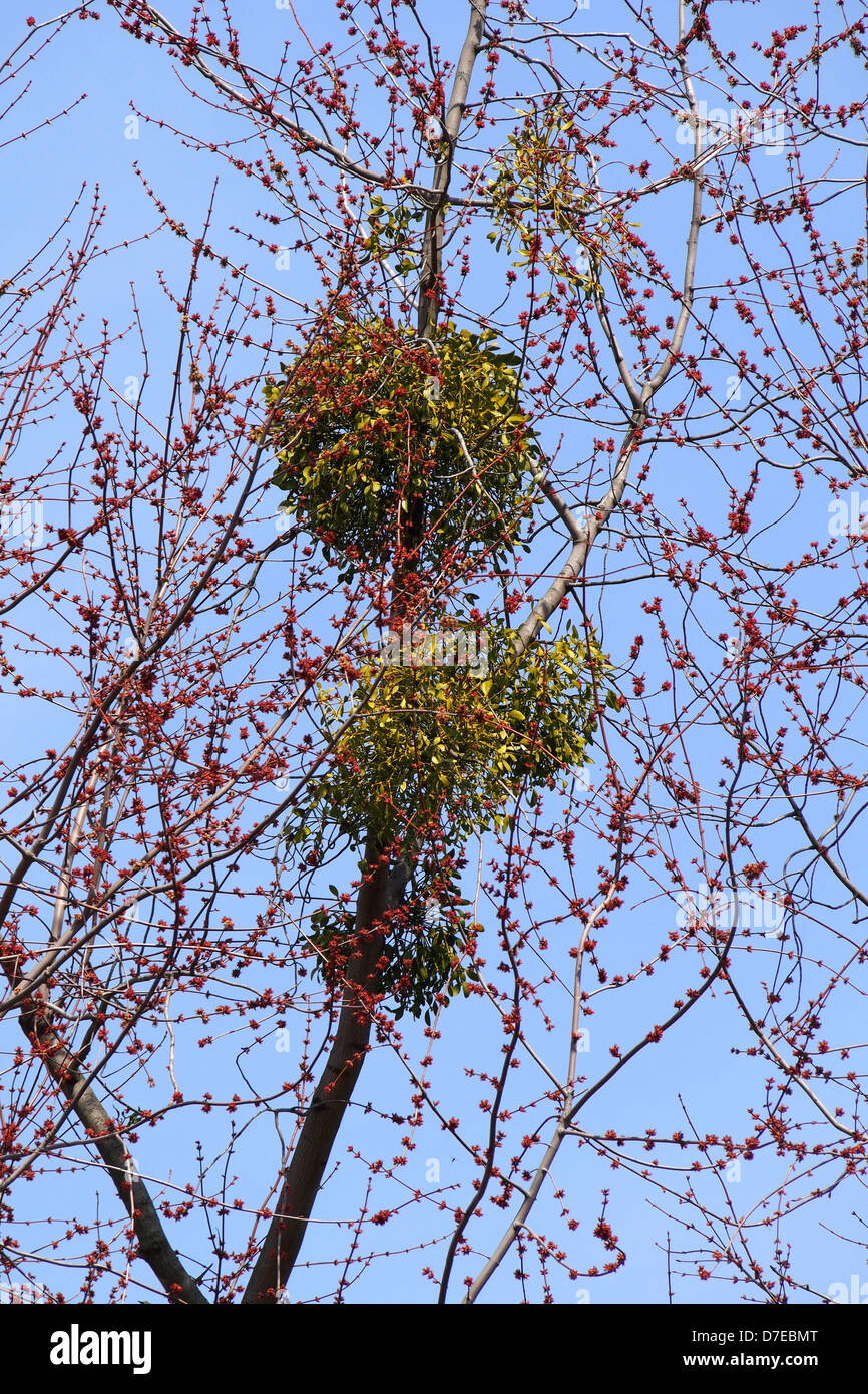 Mistletoe On A Tree Stock Photo