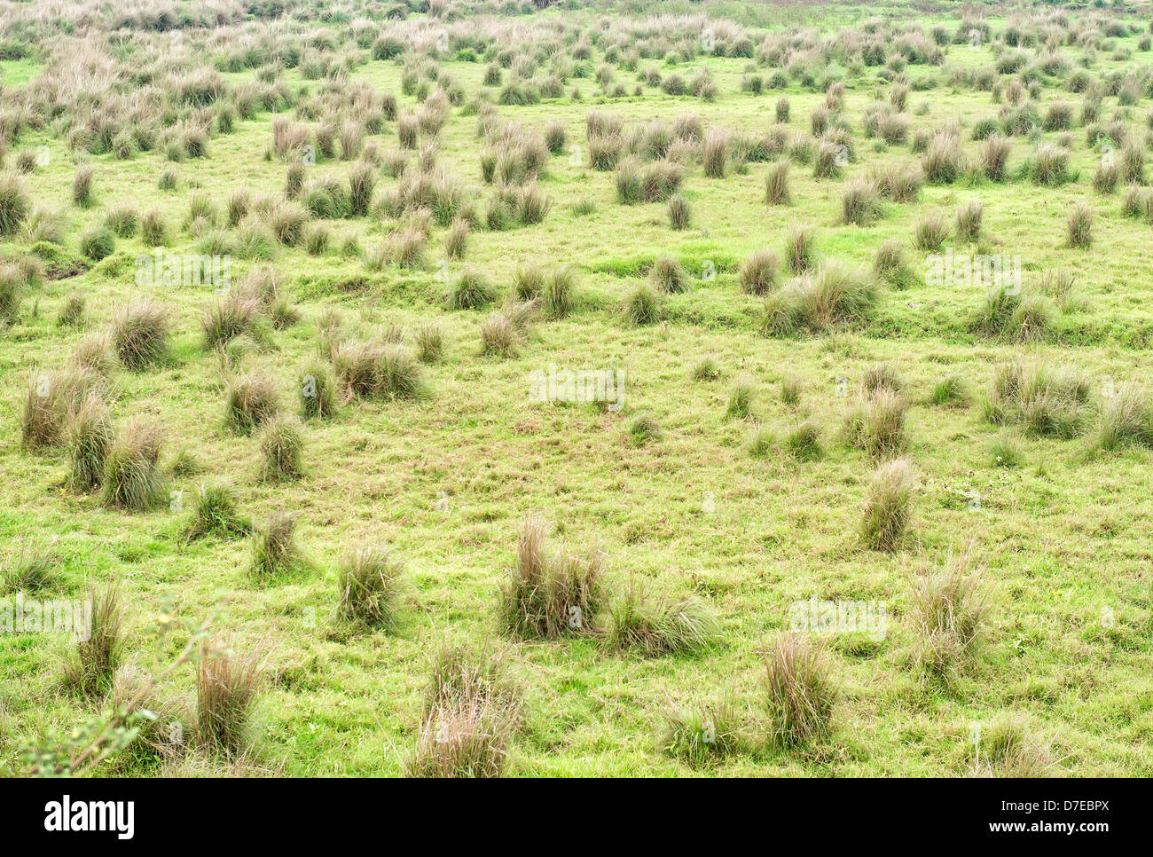 field of grass, Stock Photo