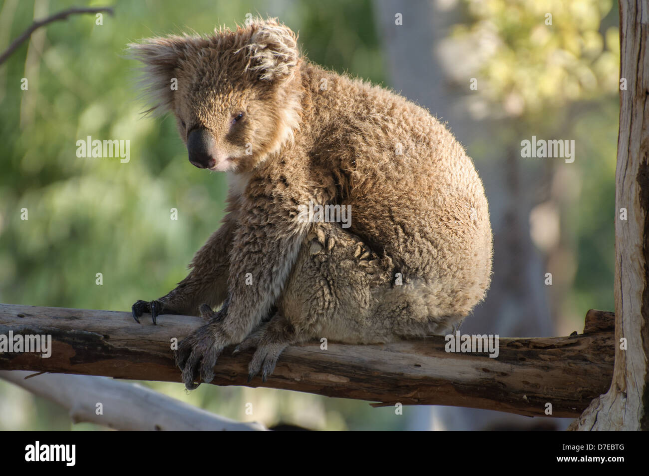 A koala sitting on a eucalyptus branch, in sunlight Stock Photo