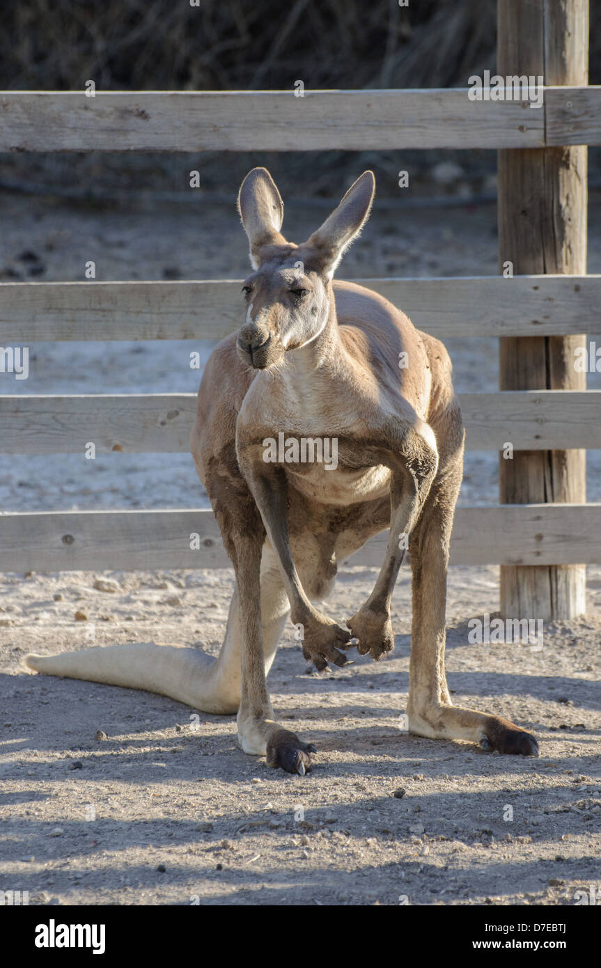 Kangaroo fence hires stock photography and images Alamy