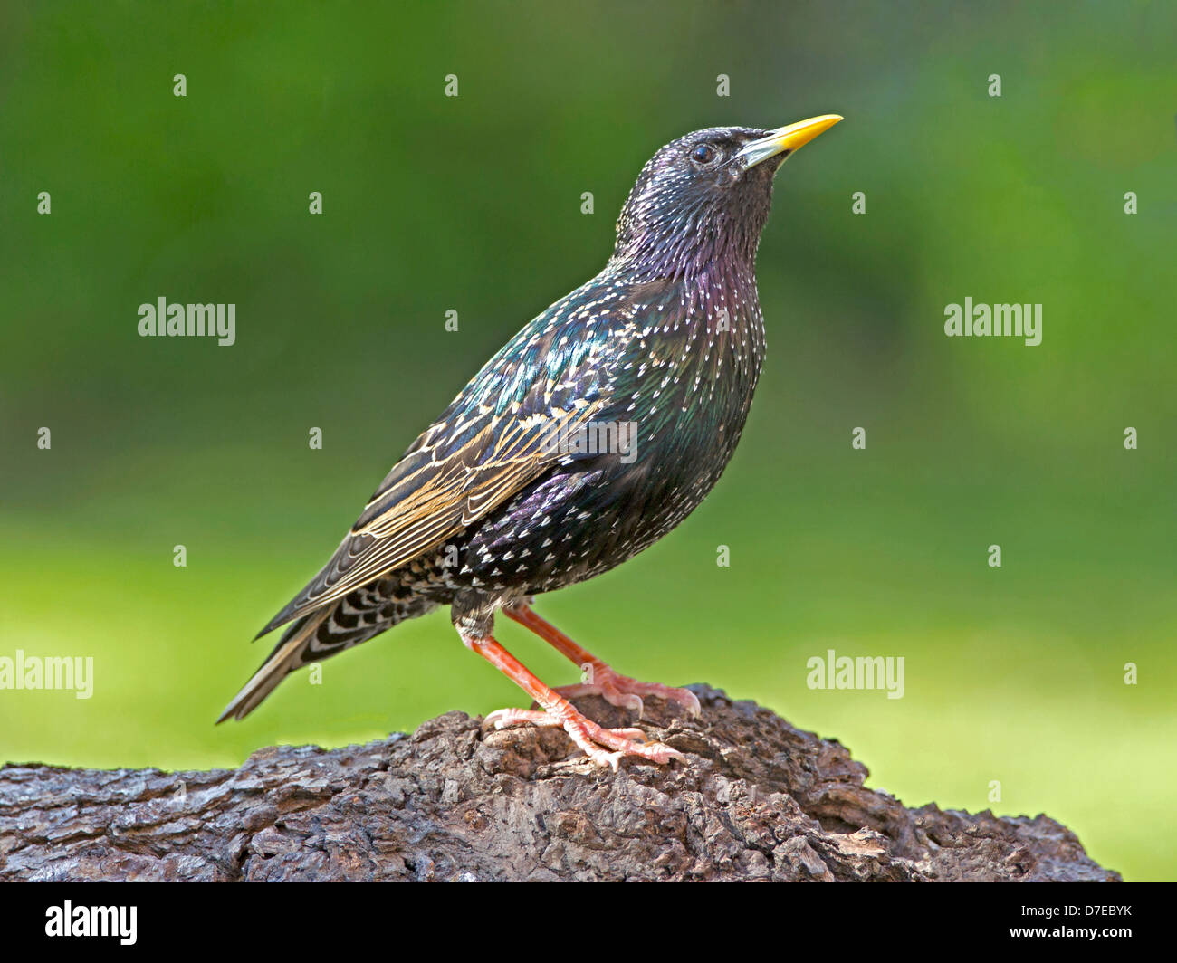 Starling uk hi-res stock photography and images - Alamy